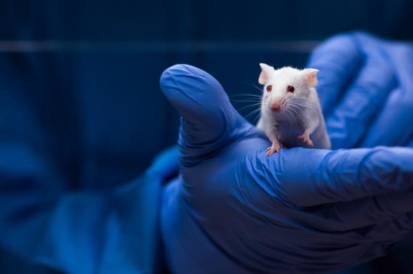 White Mouse