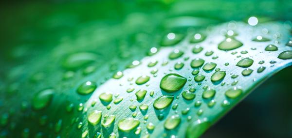 Water drops on a leaf.