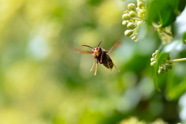 Asian Hornet