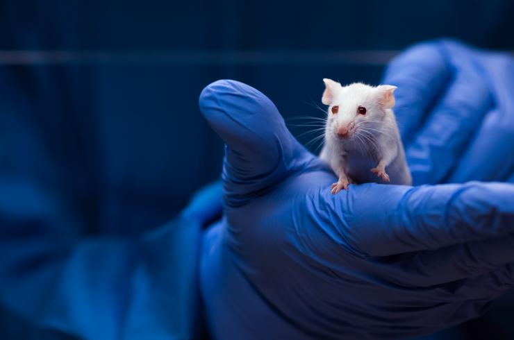 White Mouse