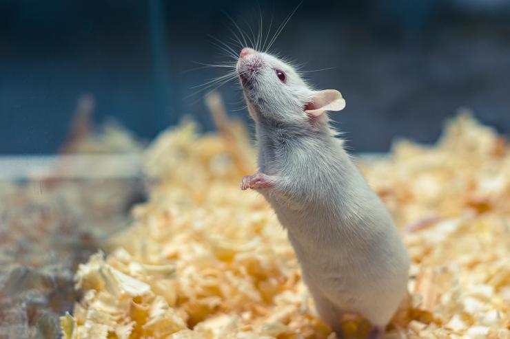 Rat in a Lab
