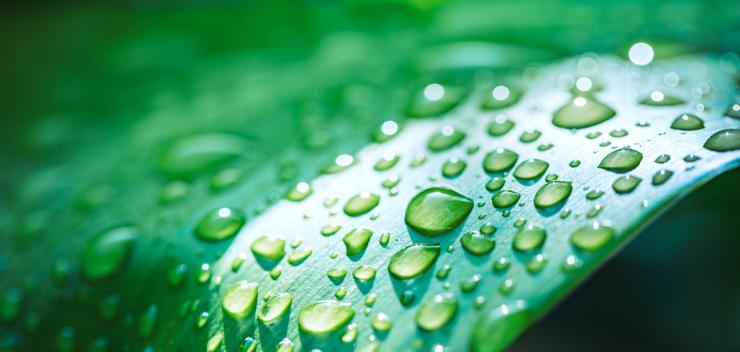 Water drops on a leaf.