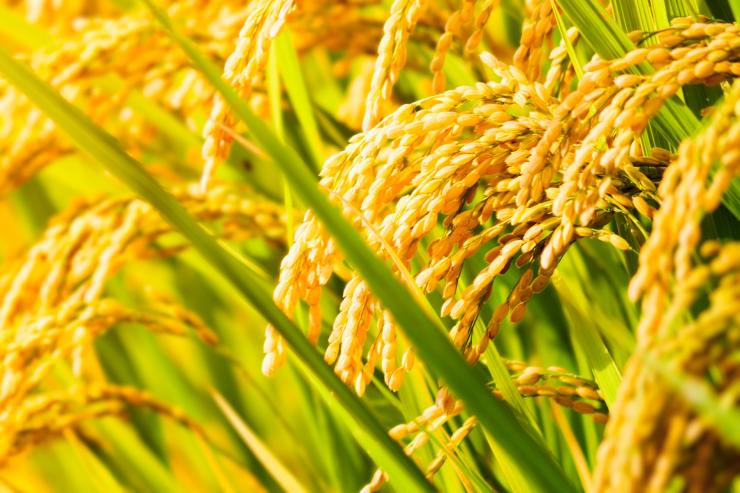 Healthy GMO Rice Plant