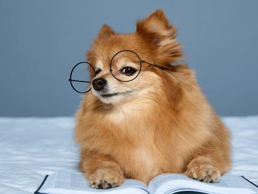 Dog, thinking!