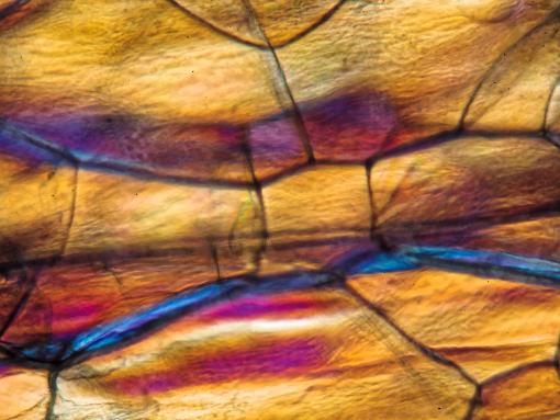 Polystyrene under a microscope