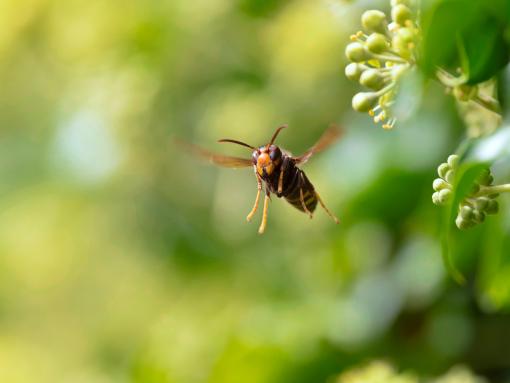 Asian Hornet