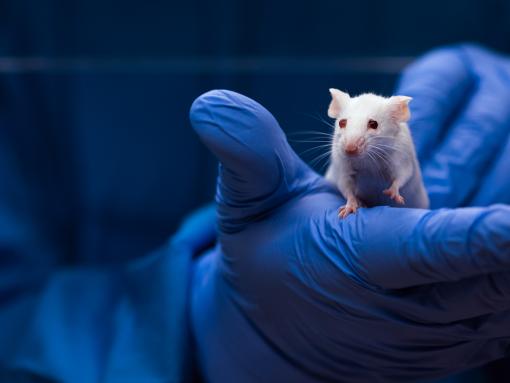White Mouse