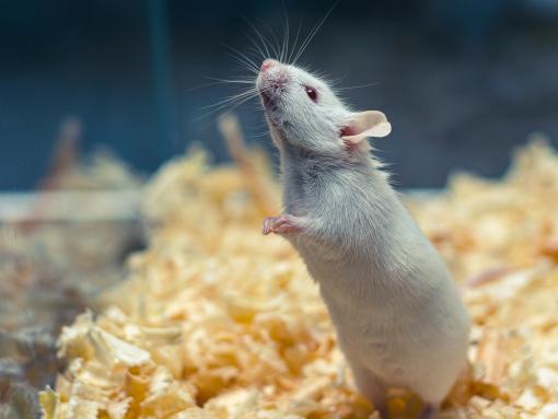 Rat in a Lab