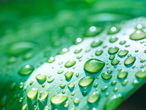 Water drops on a leaf.