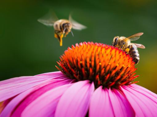 Bees on a flower