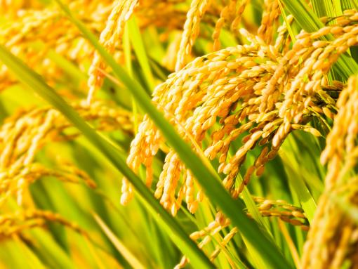 Healthy GMO Rice Plant