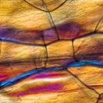 Polystyrene under a microscope