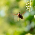 Asian Hornet