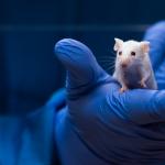 White Mouse