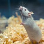 Rat in a Lab