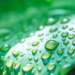 Water drops on a leaf.