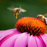 Bees on a flower