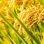 Healthy GMO Rice Plant